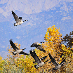 Faire échec à la flambée des coûts de l'assurance de voyage pour Snowbirds