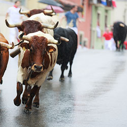 Bulls running through the streets.