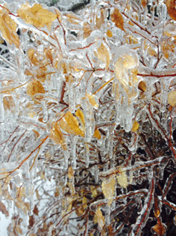 Toronto Ice Storm, December 22, 2013